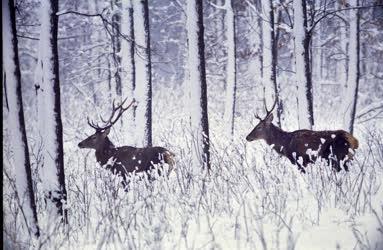 Tájkép - Állatvilág - Gemenci erdő