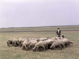 Mezőgazdaság - Birkapásztor