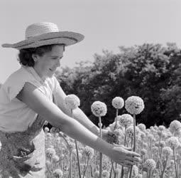 Mezőgazdaság - Asszony hagymavirágot vizsgál