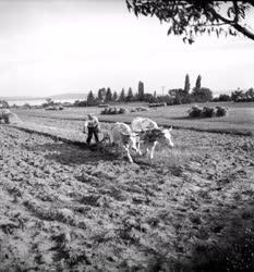 Mezőgazdaság - Földműves-szövetkezet a Balaton környékén
