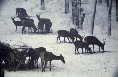 Tájkép - Állatvilág - Gemenci erdő