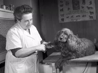 Állatvilág - Kutyakozmetika az orvosi rendelőben Budapesten