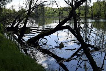 Természet - Hódok kártevései a Mosoni-Duna holtágában