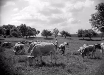 Mezőgazdaság - Az aklipusztai Hajnal Tsz szarvasmarhái
