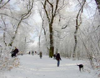 Táj, város - Természet - Erdő