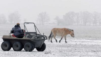 Állatvilág - Hortobágy - Przewalski-lovak a Hortobágyon