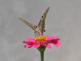 Pillangó - Fecskefarkú lepke