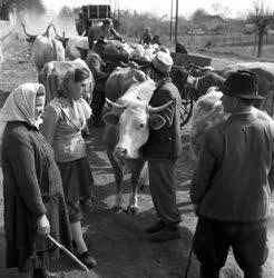 Társadalom - Nőkérdés - Nők Kaba tsz községben