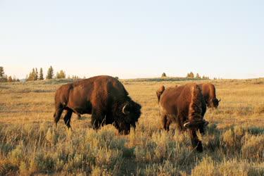 Állat - Bölények a Yellowstone Nemzeti Parkban 