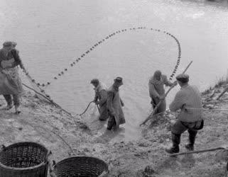 Gazdaság - Teleltető lehalászása a Fehértói Halgazdaságban