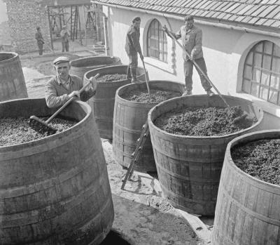 Mezőgazdaság - Szüretelnek a Bács-megyei állami gazdaságok