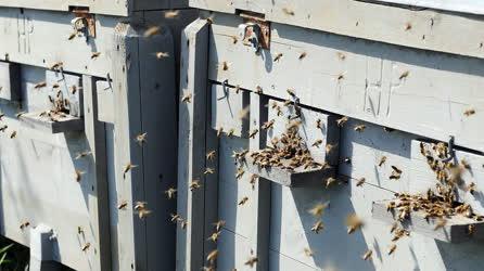 Méhészet - Sajószöged - Indul a méhész szezon
