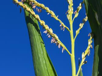 Mezőgazdaság - Balmazújváros - Termőre fordult a kukorica 
