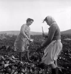 Mezőgazdaság - Növénytermesztés szovjet módszerrel