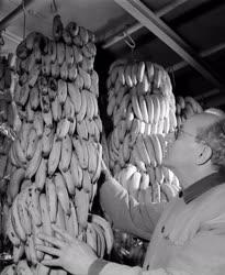 Kereskedelem - 50 tonna ecuadori banán érkezett a kőbányai érlelőraktárba
