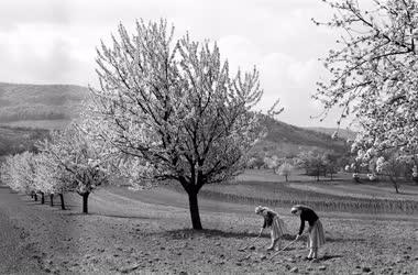 Mezőgazdaság - Földművelő asszonyok a Pilis-hegységben