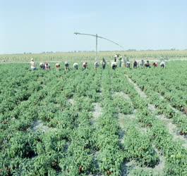 Mezőgazdaság - Növénytermesztés - Szedik a fűszerpaprikát