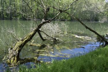 Természet - Hódok kártevései a Mosoni-Duna holtágában