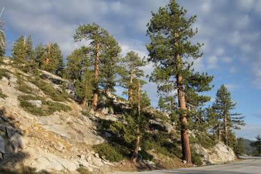 Természet - Fenyőfák a Yosemite Nemzeti Parkban